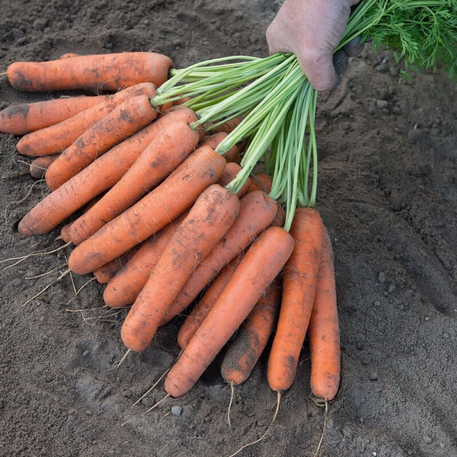 بذور جزر نافال - Naval Pelleted (F1) Carrot Seeds
