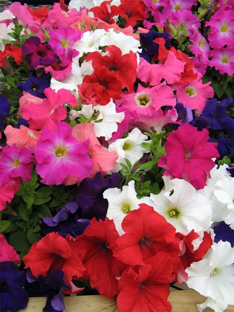بذور بتونيا دريمز ملونة - Dreams Series Mix Petunia Seeds