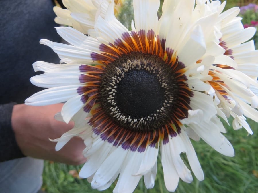 بذور اقحوان زولو الأفريقية - Zulu Prince Cape Daisy Seeds