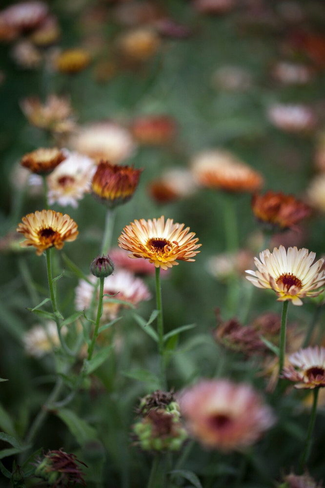 أذريون الوميض البرتقالي - Orange Flash Calendula Seed
