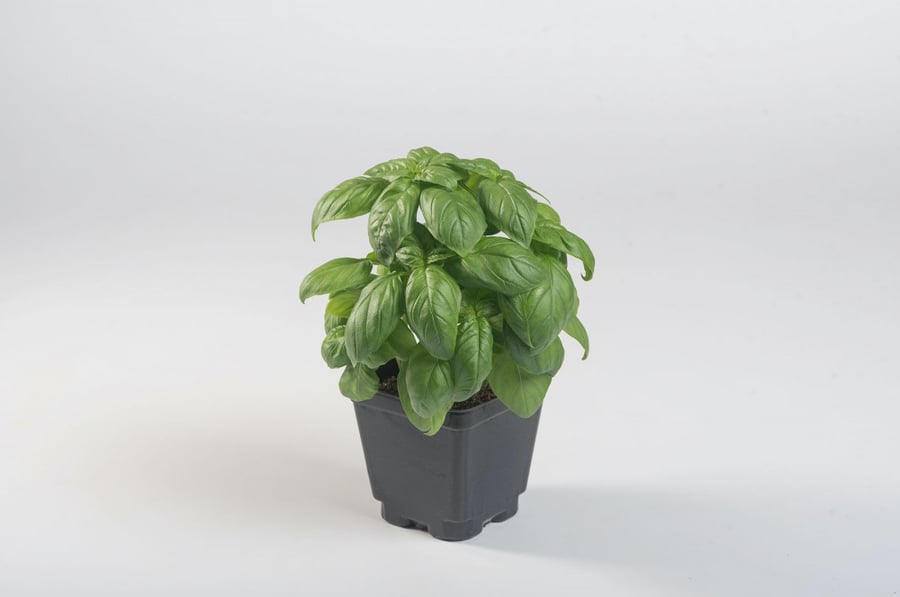 بذور ريحان إيطالي جنفيز مقاوم للأمراض عضوي - Compact DMR (PL4) Organic (F1) Basil Seed