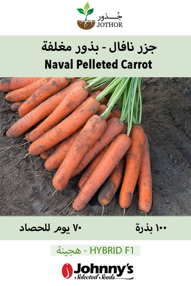 بذور جزر نافال - Naval Pelleted (F1) Carrot Seeds
