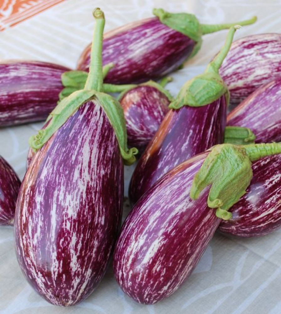 بذور باذنجان غانديا - Listada de Gandia Eggplant Seeds