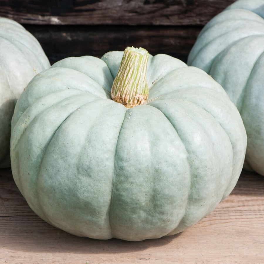 بذور يقطين جاراديل - Jarrahdale Pumpkin Seeds