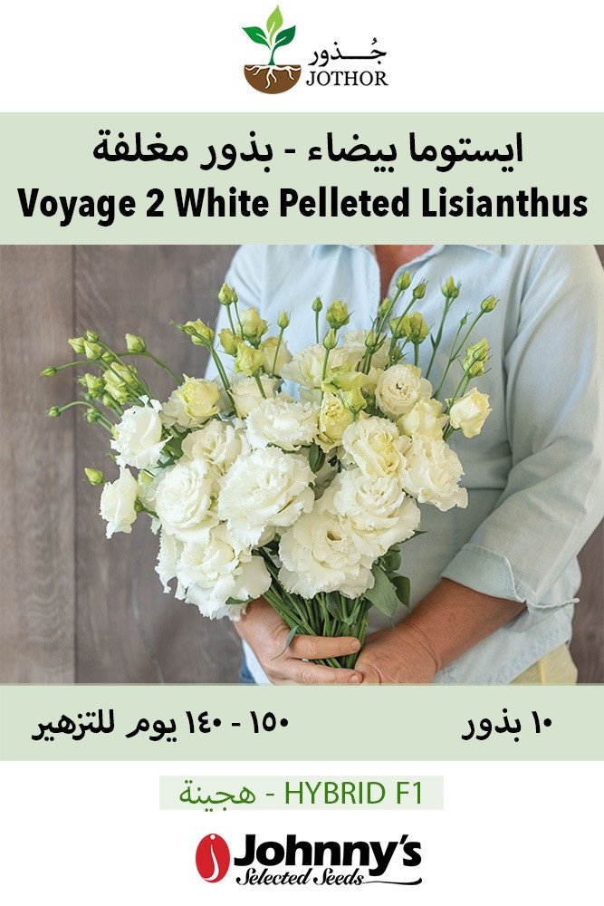 بذور ايستوما بيضاء - Voyage 2 White Improved Pelleted (F1) Lisianthus Seeds
