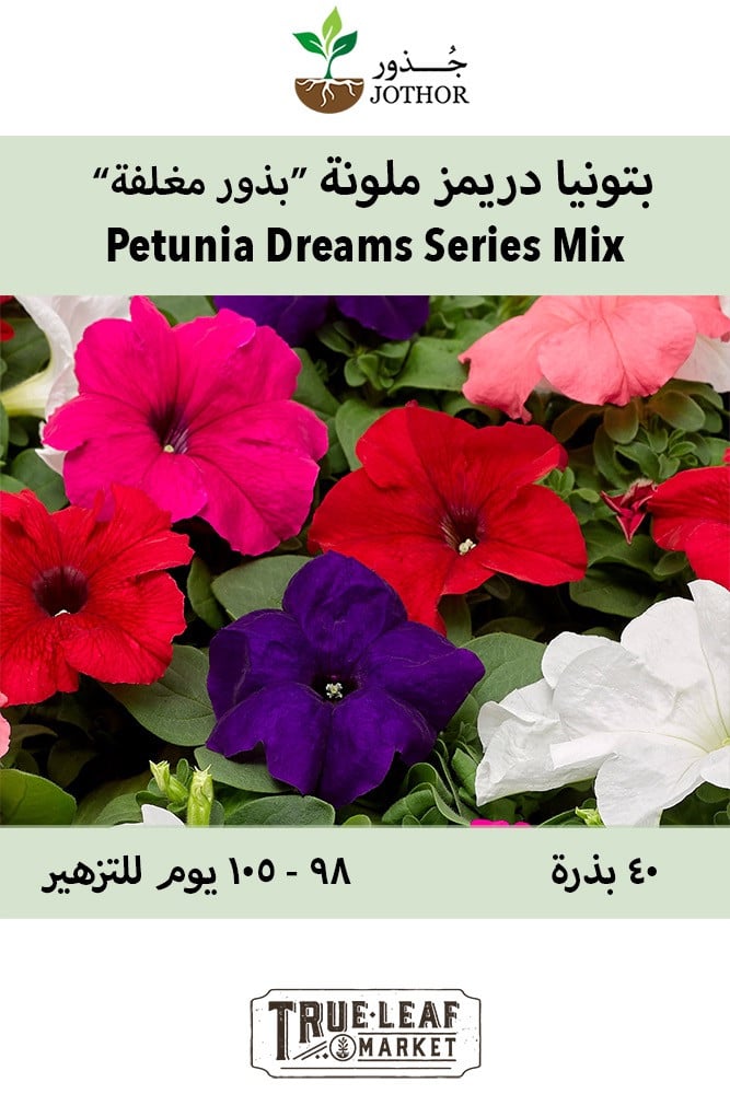 بذور بتونيا دريمز ملونة - Dreams Series Mix Petunia Seeds