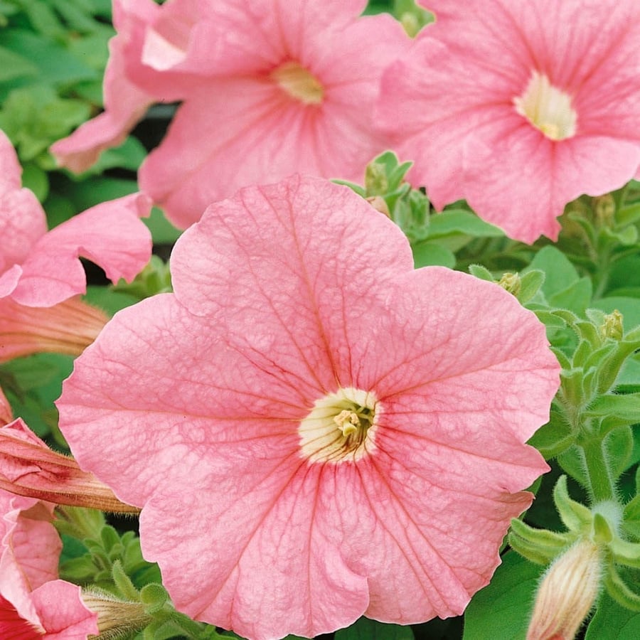 بذور بتونيا دريمز سالمون - Dreams Series Salmon Petunia Seeds