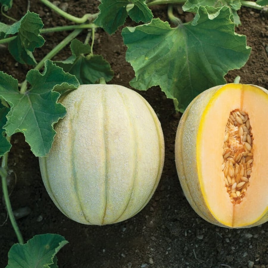 بذور شمام هالونا - Halona (F1) Melon Seeds