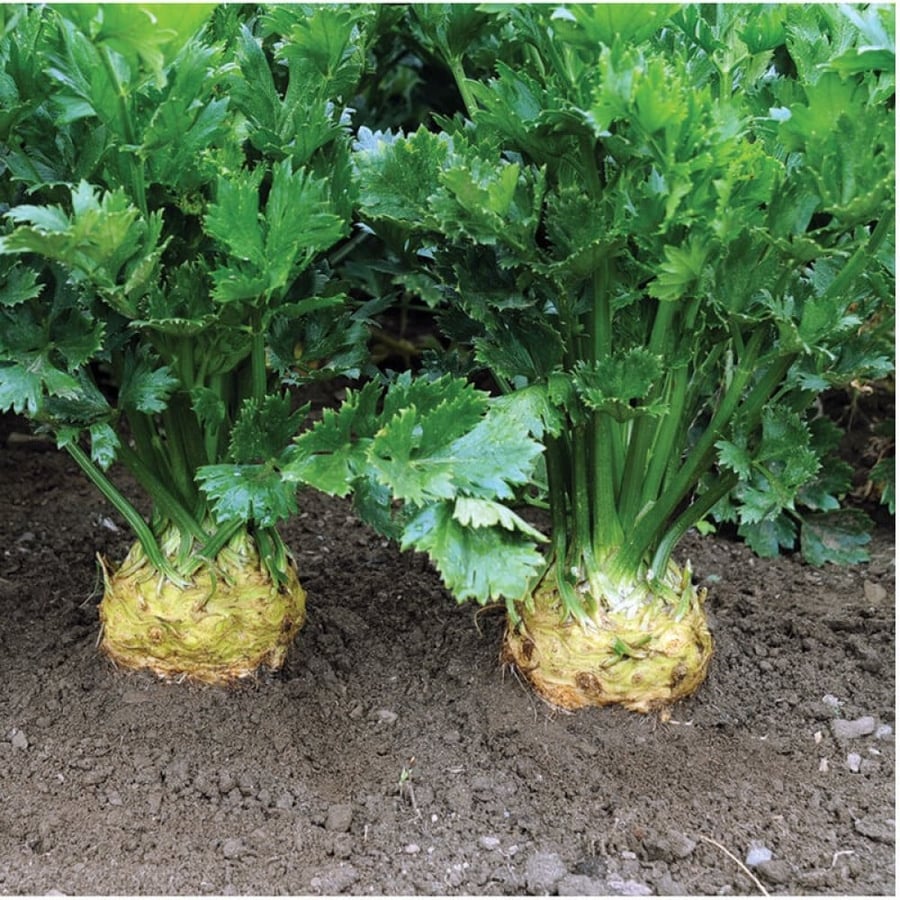بذور سليرياك - Brilliant Celeriac Seeds