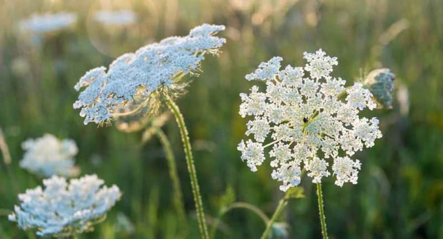 بذور خلة بيضاء - White Dill Ammi
