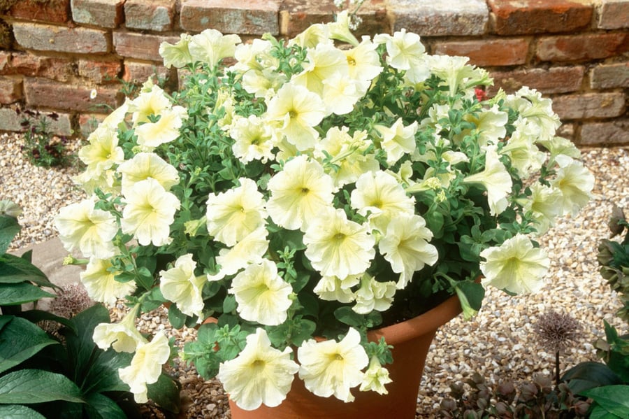 بذور بتونيا الشمس المشرقة - Prism Sunshine Petunia Seeds