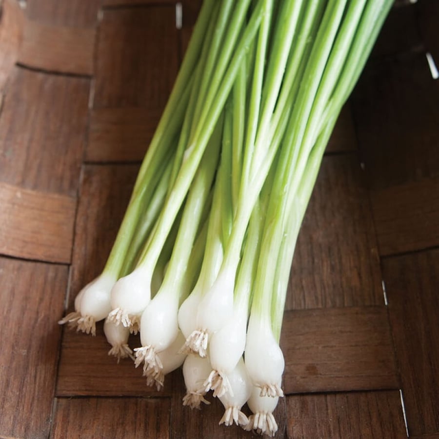 بذور بصل أخضر مبكر - Guardsman Onion Seeds