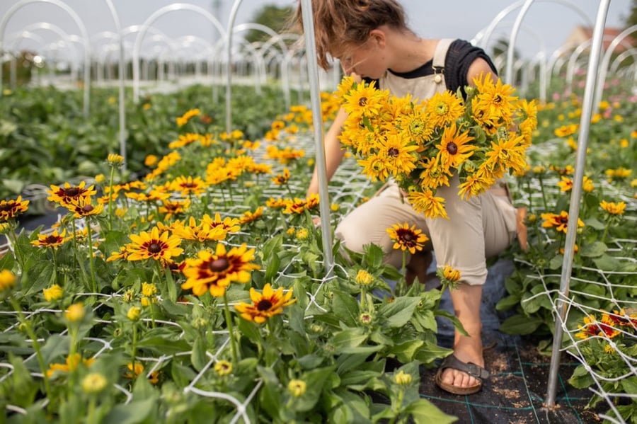 بذور رودبيكيا مزدوجة - Gloriosa Double Daisy Seed