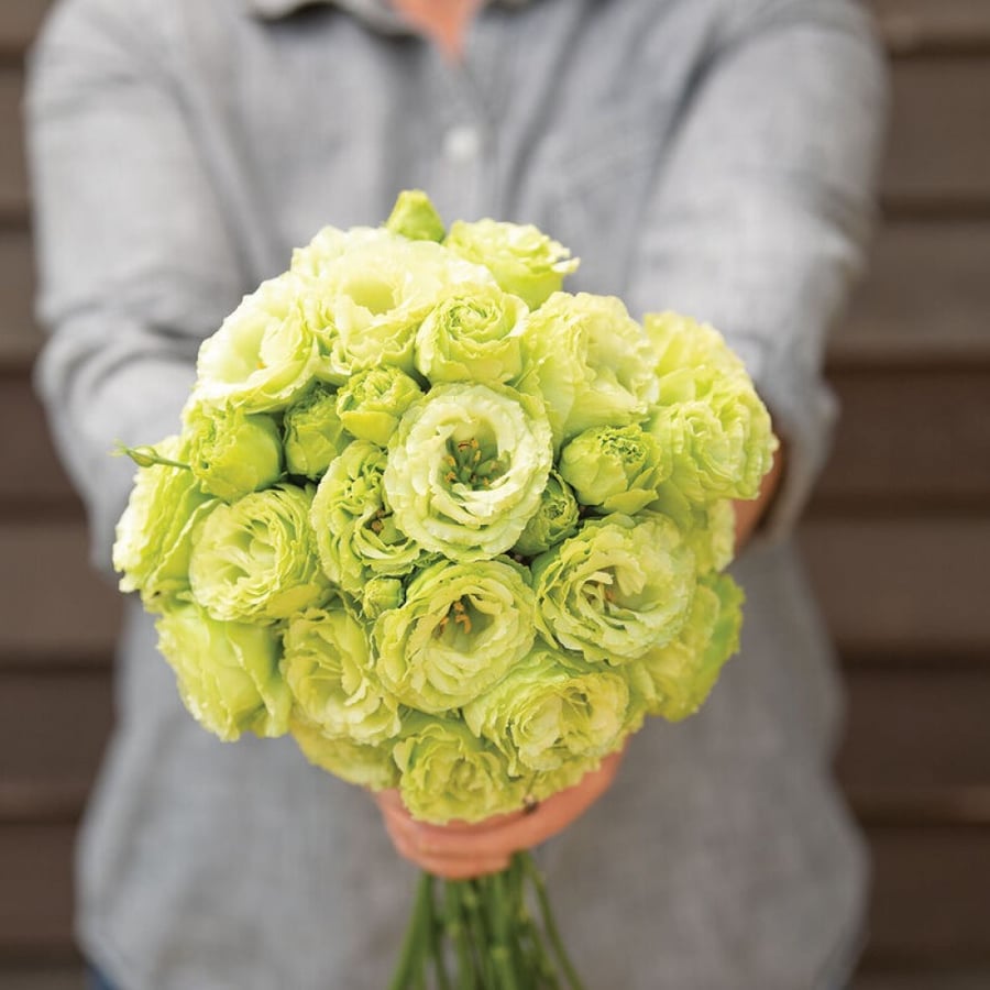 بذور ايستوما خضراء - Rosanne 2 Clear Green Pelleted Lisianthus Seeds