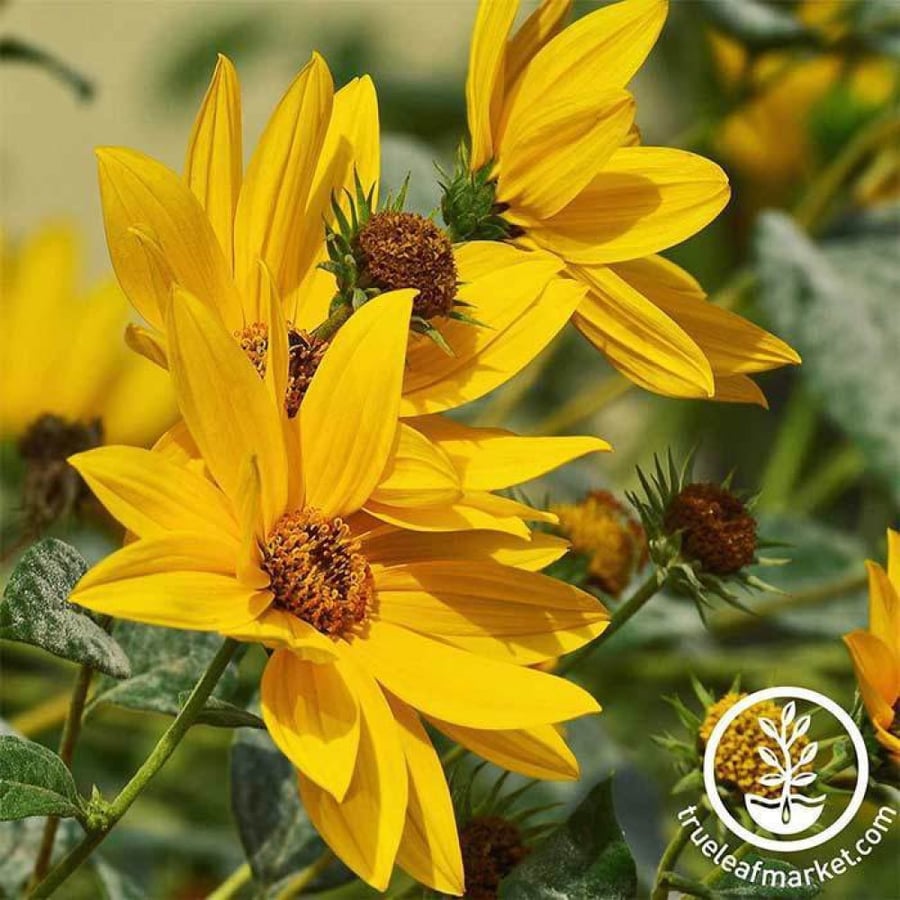 بذور دوار الشمس ماكسيميليان - SUNFLOWER MAXIMILIAN Seeds