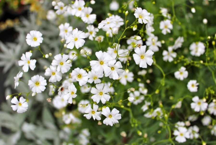 بذور جيسوفيلا - Baby's Breath Gypsophila Seed