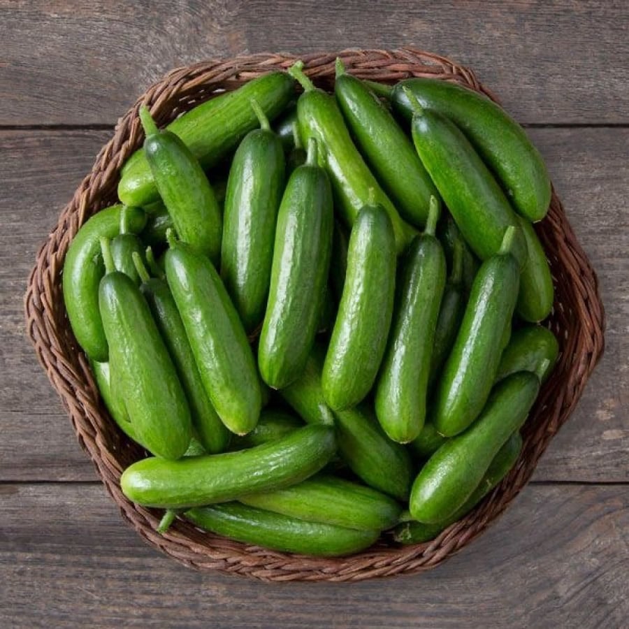 بذور خيار ميني مي ذاتي التلقيح عضوي - Minime Cucumber Seeds