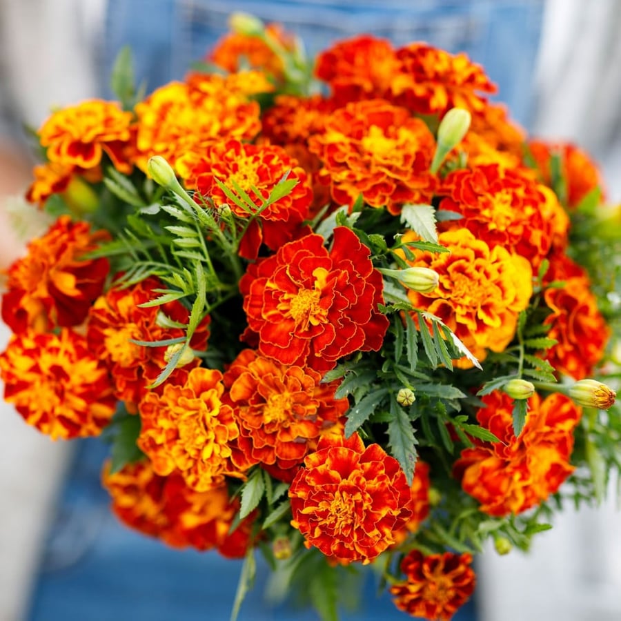 بذور قطيفة فرنسية - Sparky Mixture French Marigold Seeds