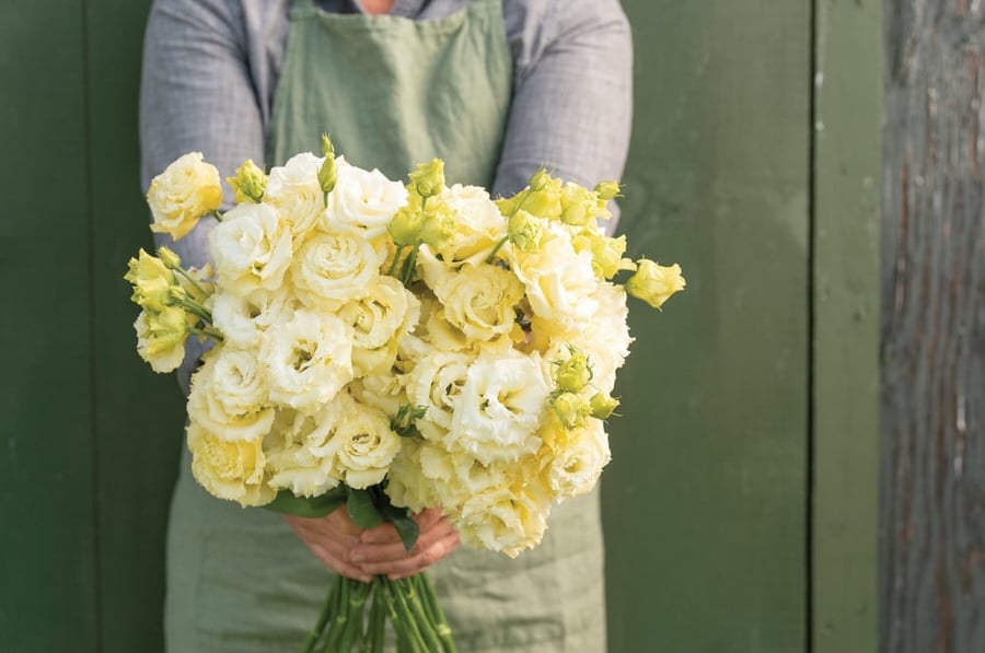 بذور ايستوما صفراء - Voyage 2 Yellow II Pelleted (F1) Lisianthus Seeds