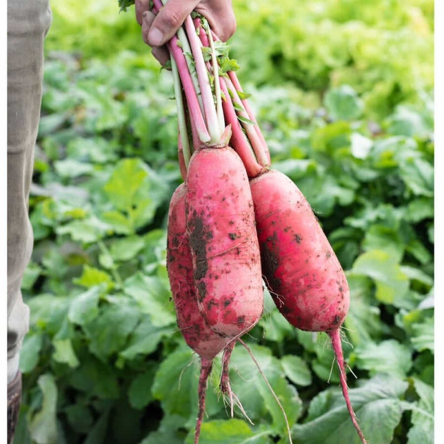بذور فجل ريد كينج - Red King 2 Radish Seeds
