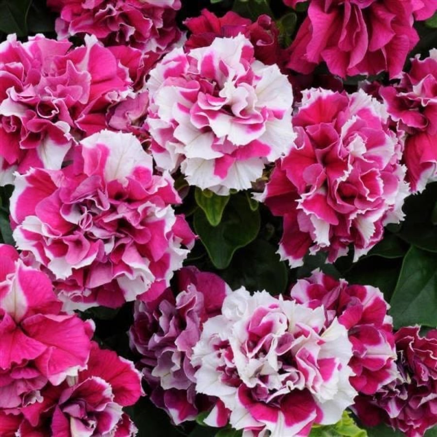 بذور بتونيا مزدوجة أبيض وروز - Double Madness Series Rose and White Petunia Seeds