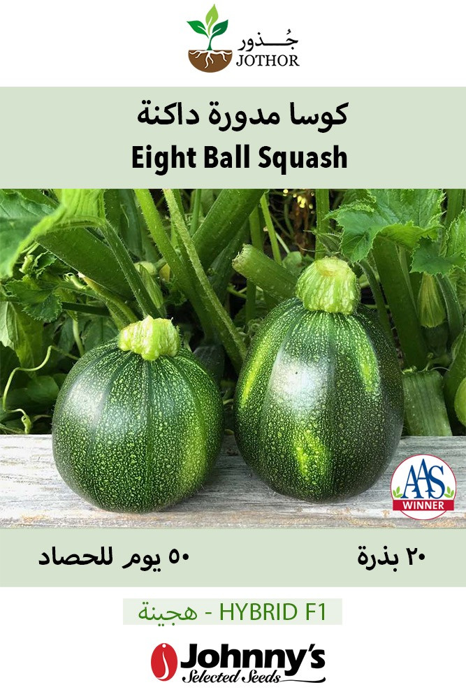 بذور كوسا مدورة - Eight Ball Squash Seeds