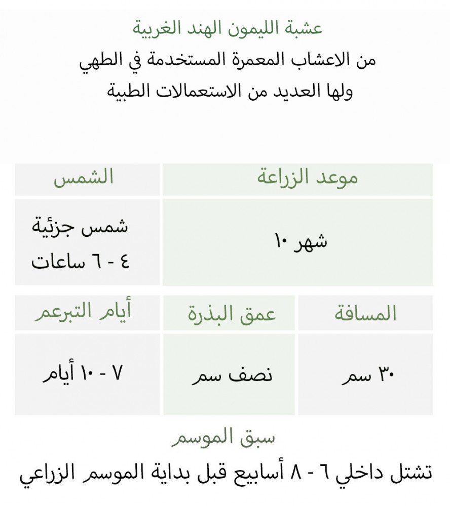 بذور عشبة الليمون الهند الغربية - Lemon Grass Seeds West Indian Seeds