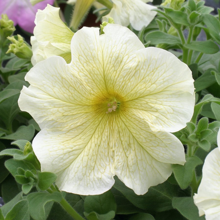 بذور بتونيا الشمس المشرقة - Prism Sunshine Petunia Seeds