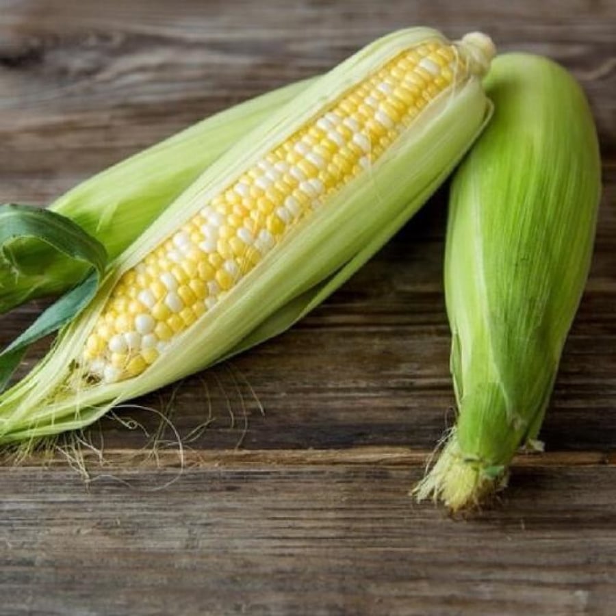 بذور ذرة حلوة امبروسيا - CORN AMBROSIA Seeds