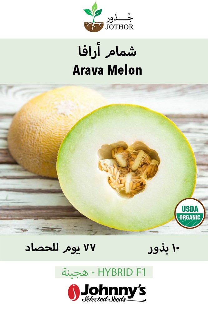 بذور شمام أرافا - Arava Organic (F1) Melon Seeds