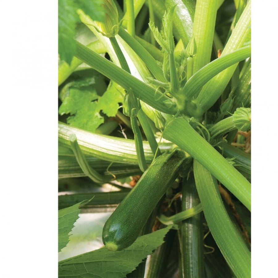 بذور كوسا ذاتية التلقيح - Partenon Zucchini Seeds