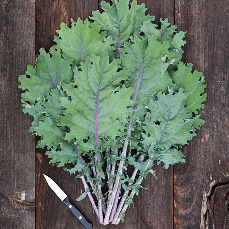 بذور كيل روسي أحمر - Kale Red Russian Seeds