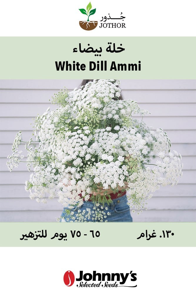بذور خلة بيضاء - White Dill Ammi