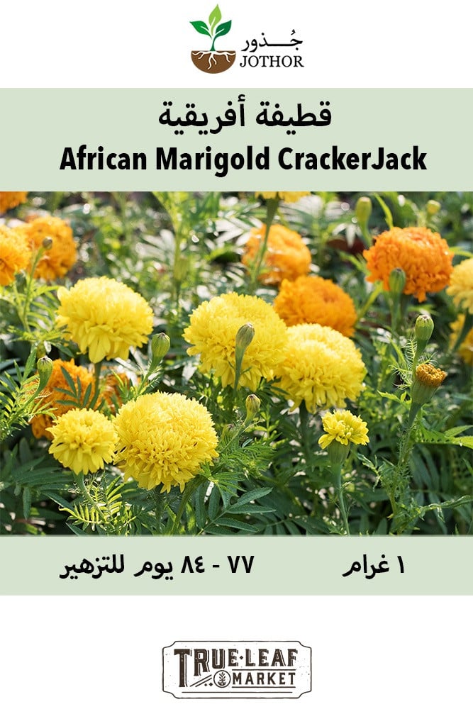 بذور قطيفة افريقية - African Marigold Cracker Jack Seeds