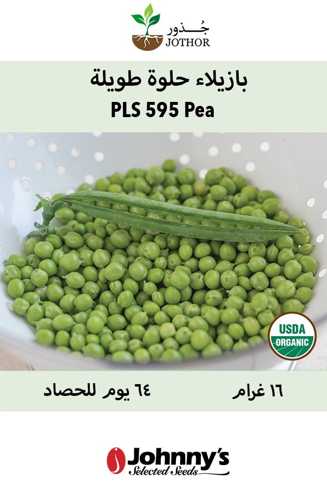 بذور بازيلاء حلوة - PLS 595 Pea Seeds