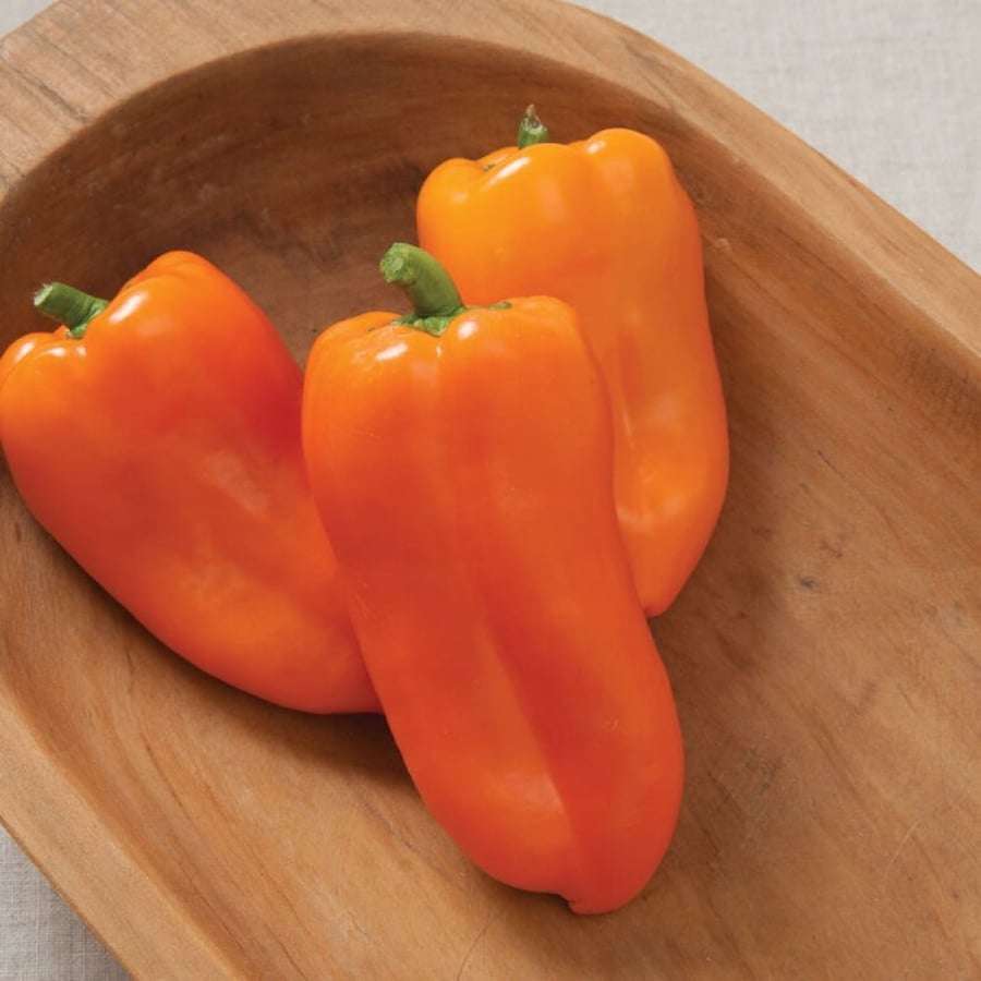 بذور فليفلة باردة عضوية - Glow Organic (F1) Pepper Seeds
