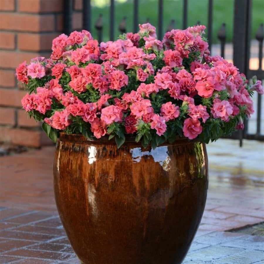 بذور بتونيا مزدوجة سالمون - Double Madness Series Salmon Petunia Seeds
