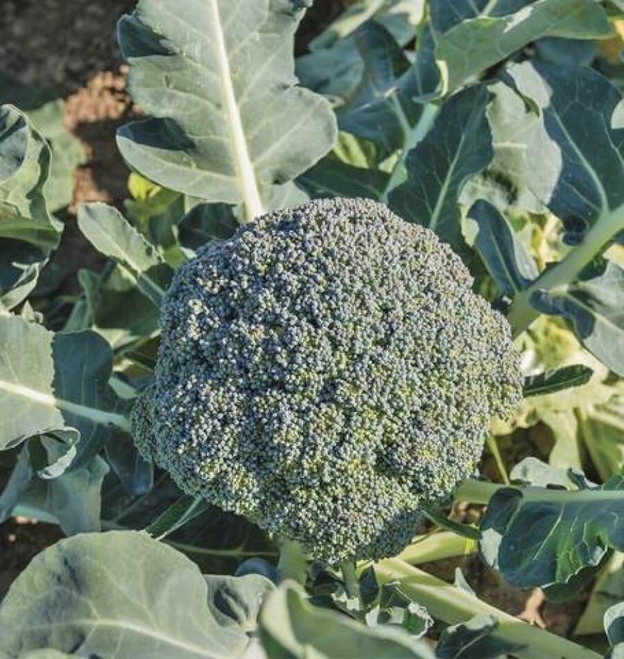 بذور بروكلي والثام عضوي- Broccoli Waltham 29 Seed