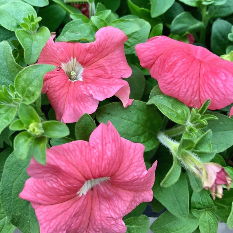 بذور بتونيا دريمز سالمون - Dreams Series Salmon Petunia Seeds