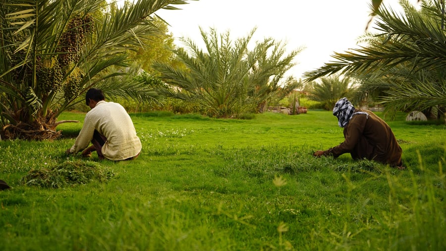 مزرعة الريف - جدة
