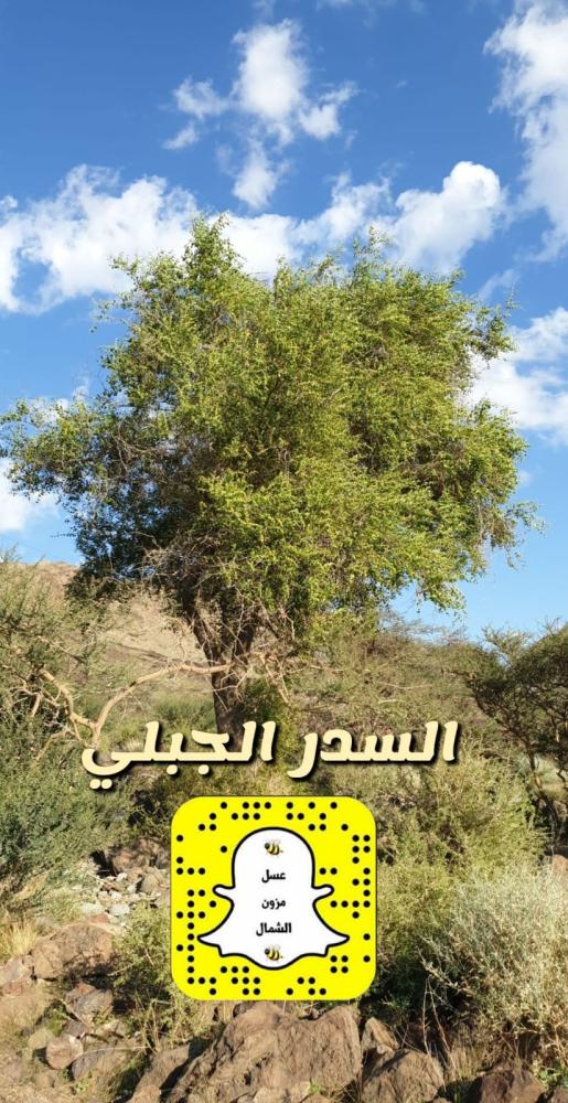 عسل سدر جبلي اصلي نص كيلو 500 جرام إنتاج عام 2023 متبلور