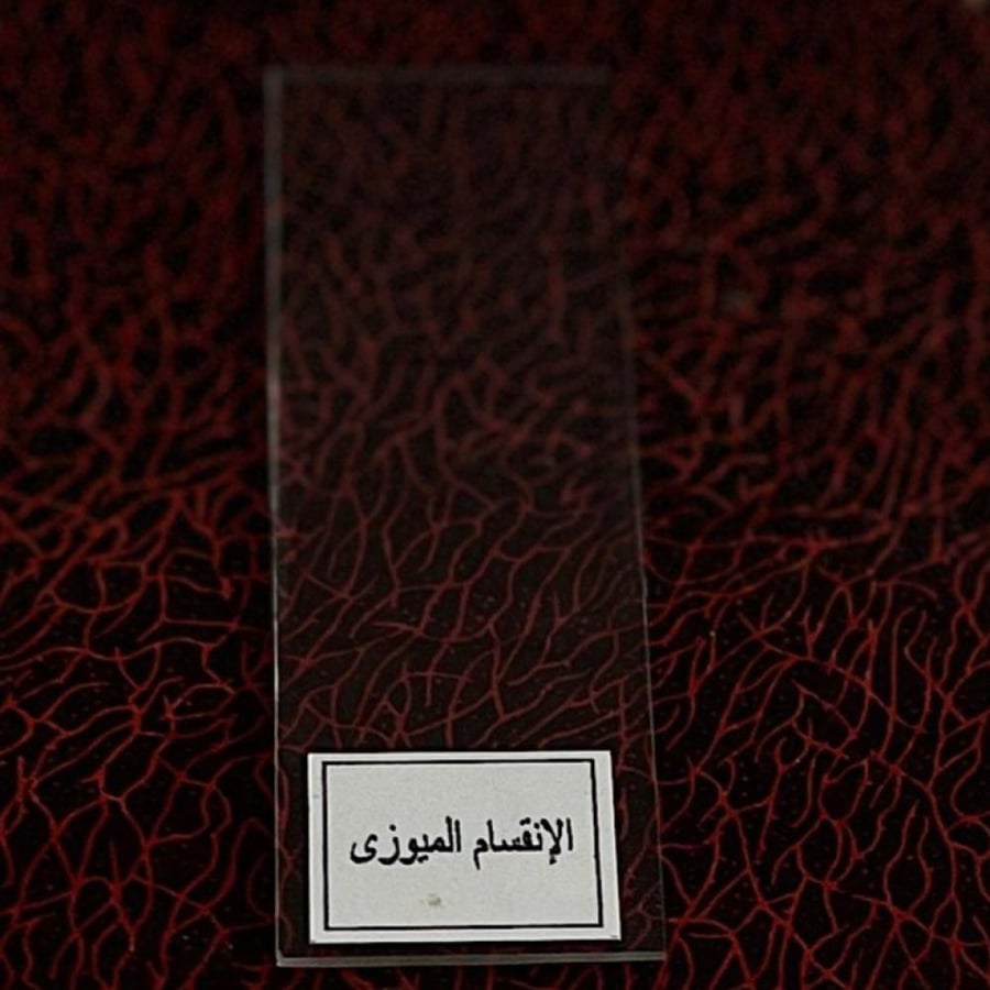 شريحة مجهرية للانقسام الميوزي