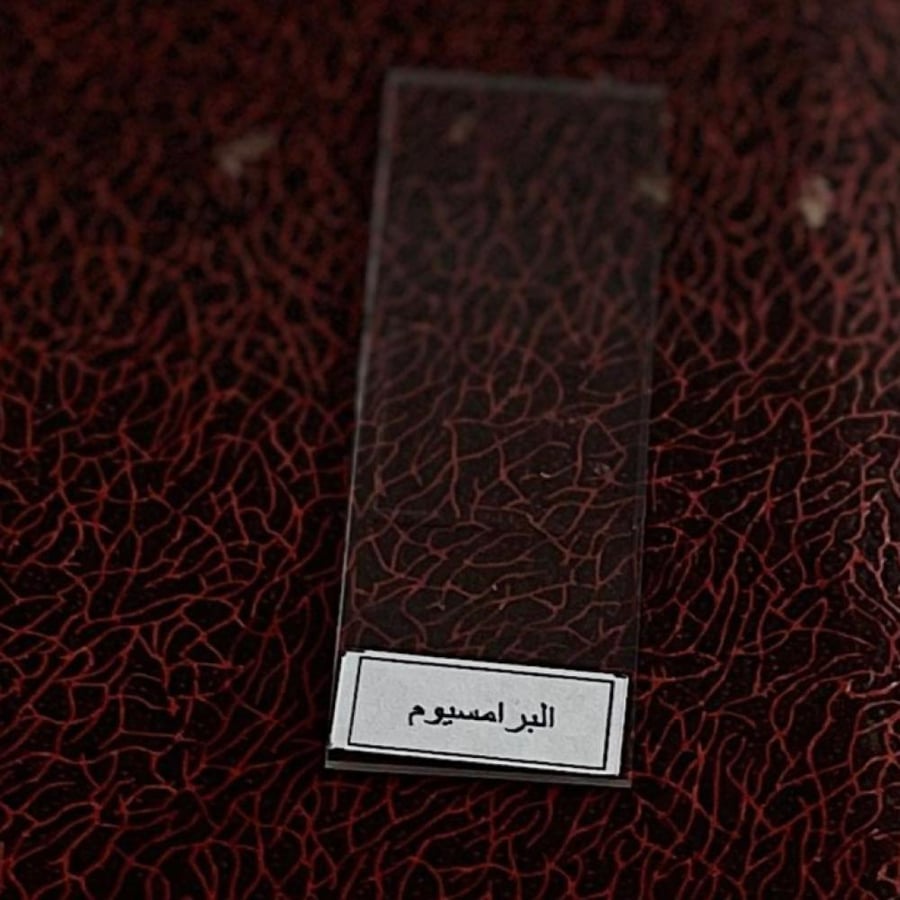 شريحة مجهرية البراميسيوم