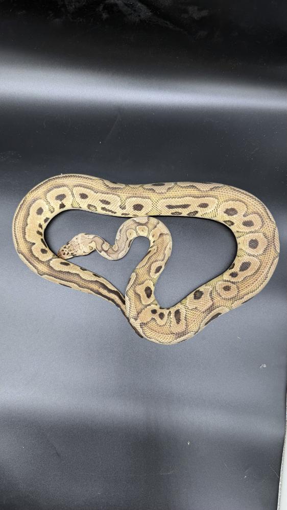 بول بايثون -Pastel Redstripe Yellow Belly Clown
