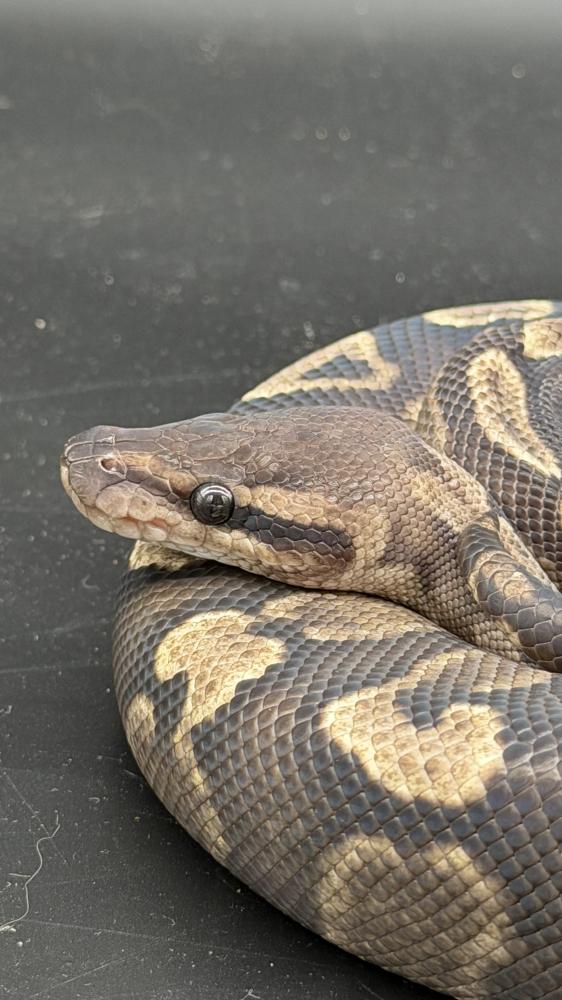 بول بايثون -super GHI vanilla het clown