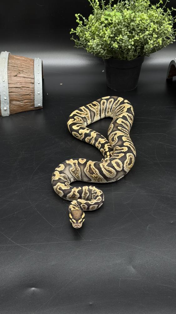 بول بايثون -GHI het Hypo Clown