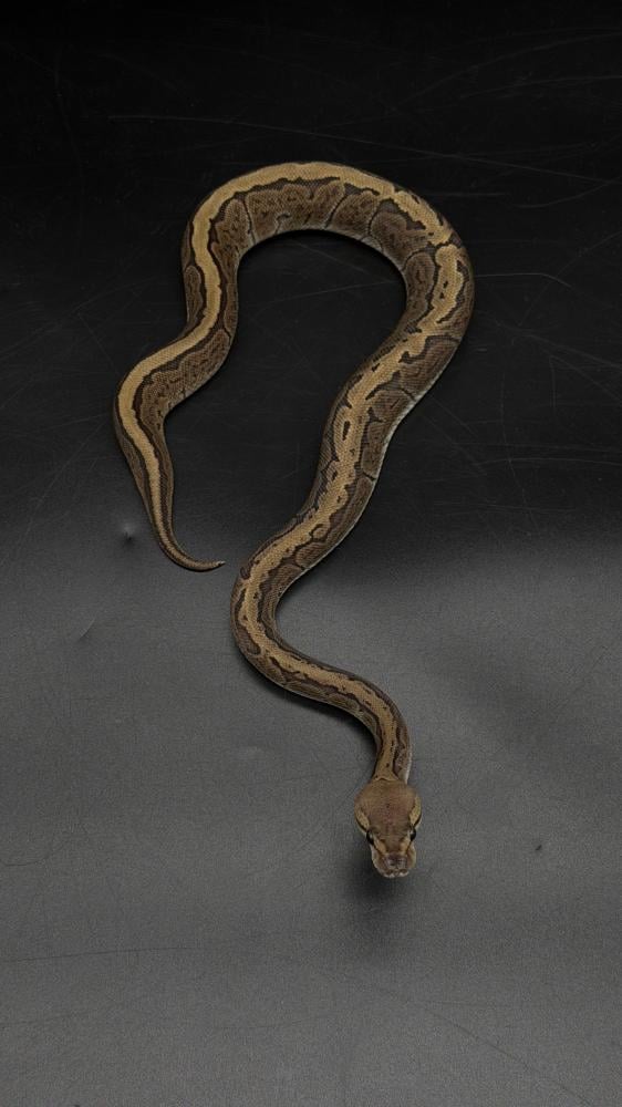 بول بايثون -GHI Pinstripe het Albino Pied