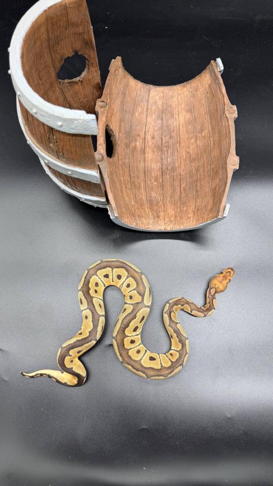 بول بايثون -Clown poss het Desert Ghost