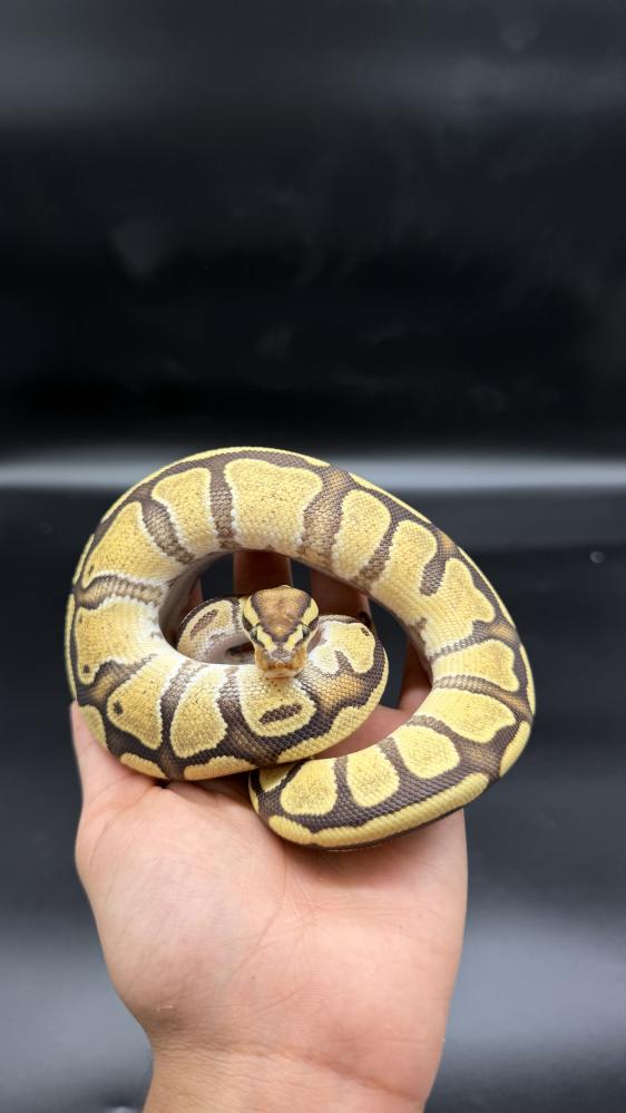 بول بايثون -Enchi Fire het Genetic Stripe clown