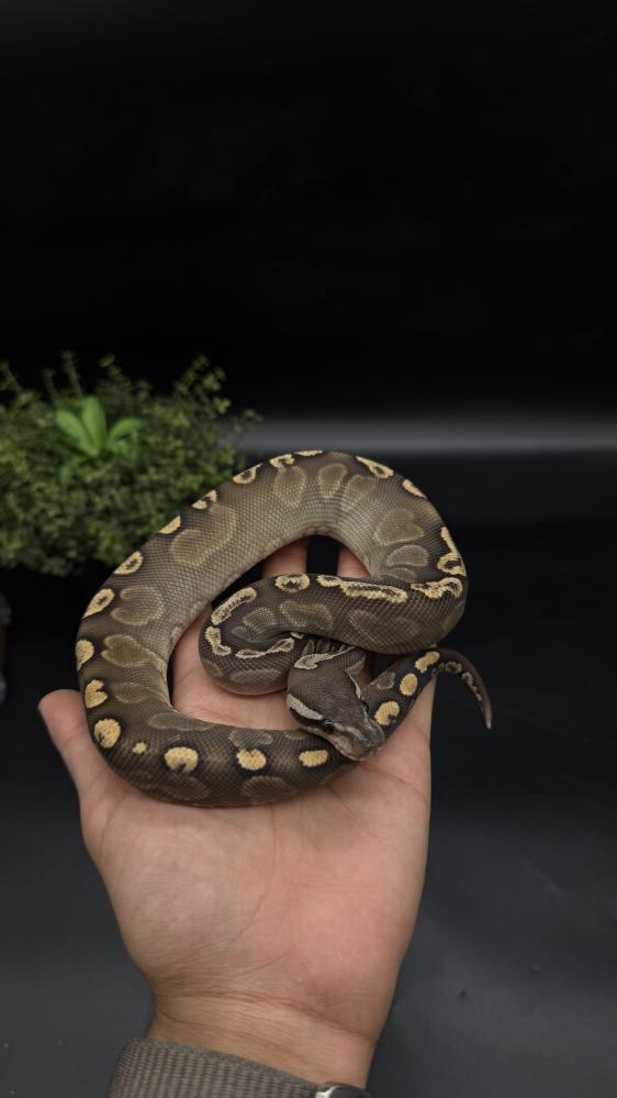 بول بايثون -super ghl mojave het clown possilble black head